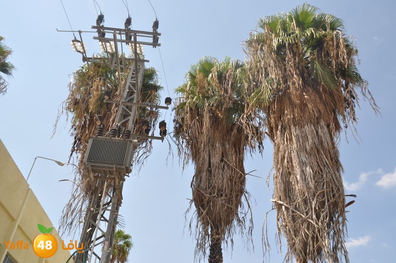 cat lud 910 (42).JPG